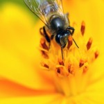 Bee Venom Therapy in MS